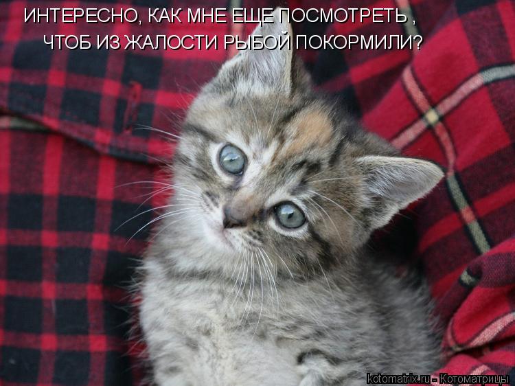 Котоматрица: ИНТЕРЕСНО, КАК МНЕ ЕЩЕ ПОСМОТРЕТЬ ,  ЧТОБ ИЗ ЖАЛОСТИ РЫБОЙ ПОКОРМИЛИ?