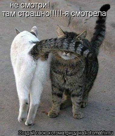 Котоматрица: не смотри! там страшно!!!!!-я смотрела