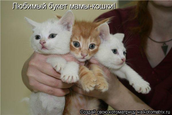Котоматрица: Любимый букет мамы-кошки!