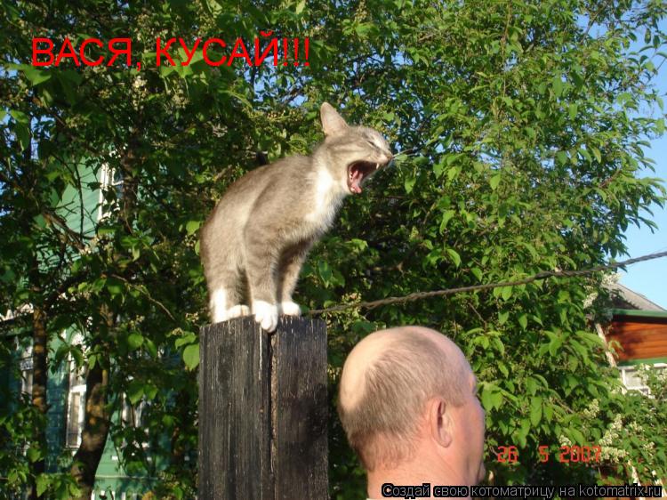 Котоматрица: ВАСЯ, КУСАЙ!!!