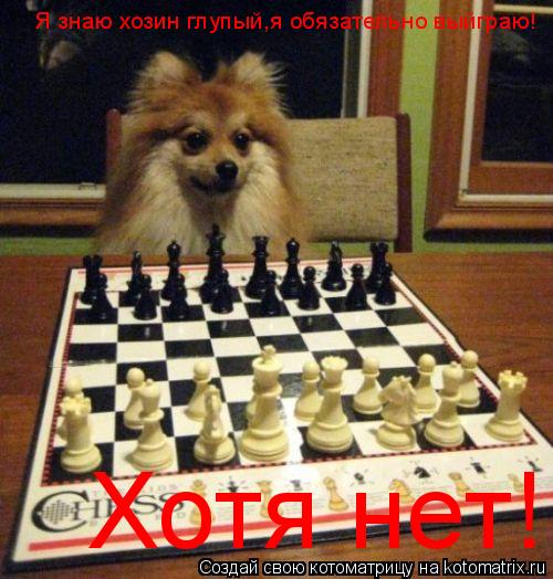 Котоматрица: Я знаю хозин глупый,я обязательно выйграю! Хотя нет!