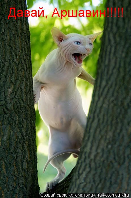 Котоматрица: Давай, Аршавин!!!!!