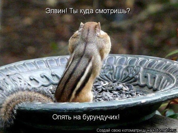 Котоматрица: Элвин! Ты куда смотришь? Опять на бурундучих!