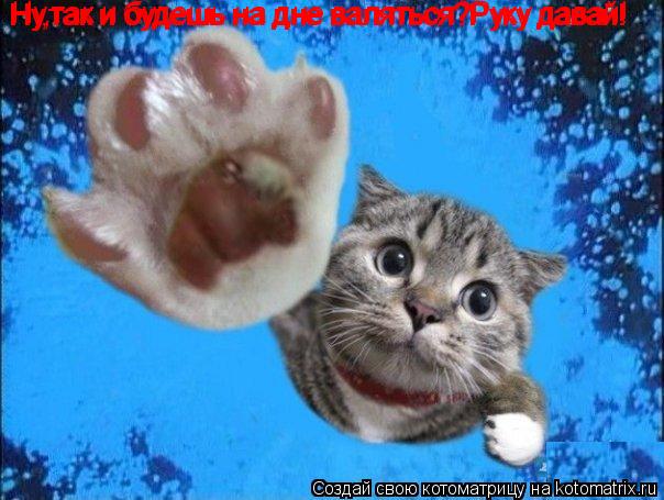 Котоматрица: Ну,так и будешь на дне валяться?Руку давай! Ну,так и будешь на дне валяться?Руку давай! Ну,так и будешь на дне валяться?Руку давай!