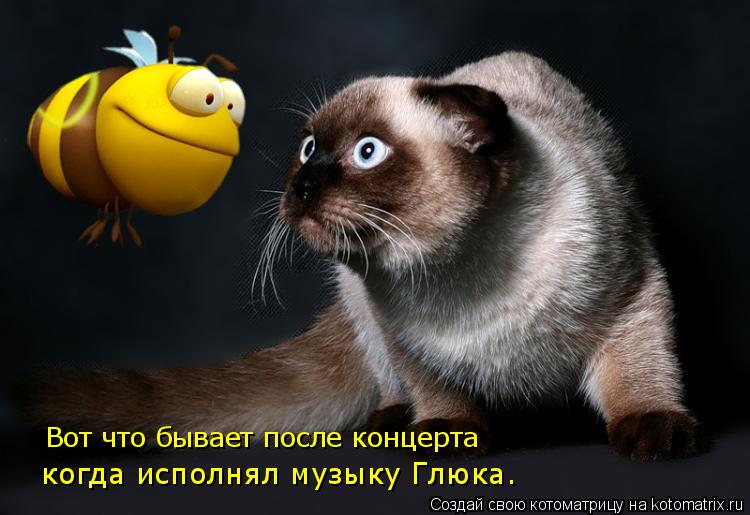 Котоматрица: когда исполнял музыку Глюка. Вот что бывает после концерта