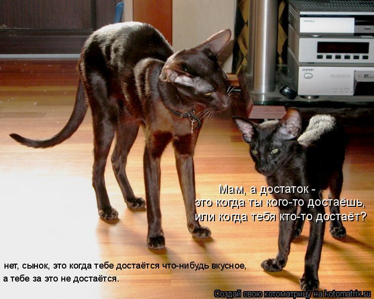 Мам, а достаток - это когда ты кого-то достаёшь, или когда тебя кто-то достаёт? нет, сынок, это когд... Котоматрица: Мам, а достаток - это когда ты кого-то достаёшь, или когда тебя кто-то достаёт? нет, сынок, это когда тебе достаётся что-нибудь вкусное, а тебе