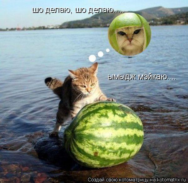 Котоматрица: шо делаю, шо делаю..... ымыдж мэйкаю....