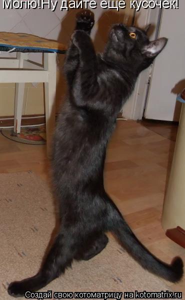 Котоматрица: Молю!Ну дайте ещё кусочек!