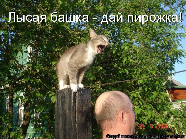 Лысая башка - дай пирожка!... Котоматрица: Лысая башка - дай пирожка!