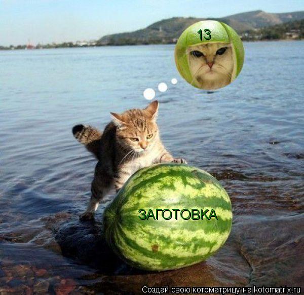Котоматрица: ЗАГОTОBKA 13