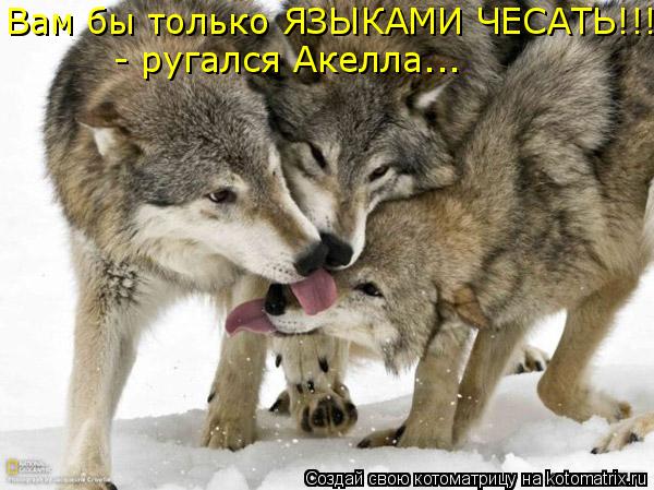 Вам бы только ЯЗЫКАМИ ЧЕСАТЬ!!! - - ругался Акелла...... Котоматрица: Вам бы только ЯЗЫКАМИ ЧЕСАТЬ!!! - - ругался Акелла...