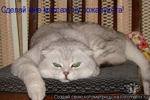 Сделай мне массаж, ну пожалуйста!... Котоматрица: Сделай мне массаж, ну пожалуйста!