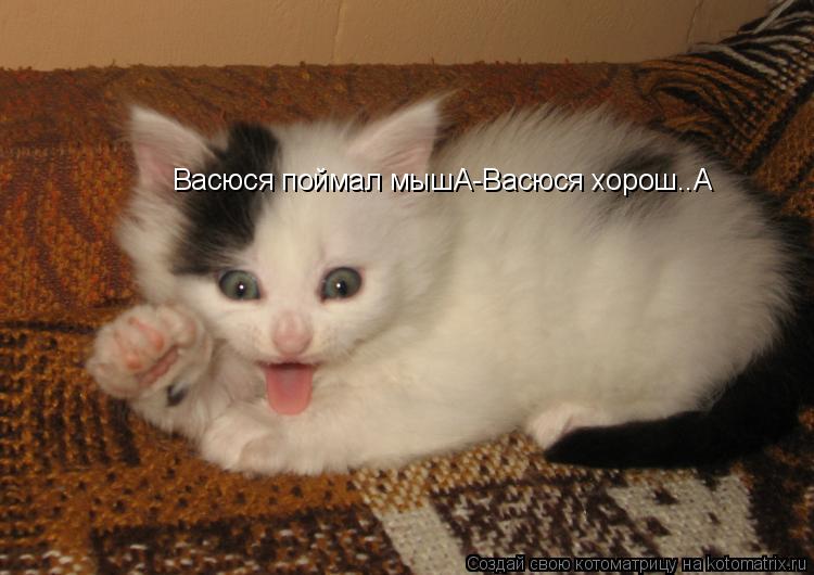 Васюся поймал мышА-Васюся хорош..А... Котоматрица: Васюся поймал мышА-Васюся хорош..А