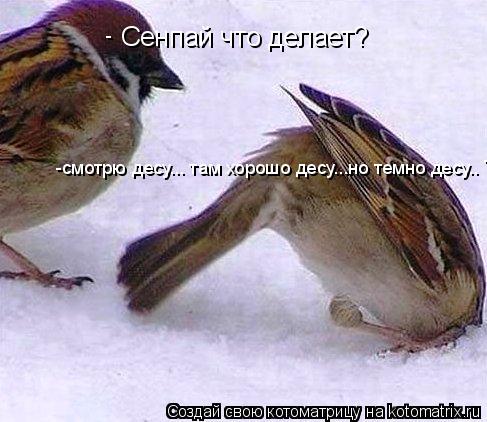 Сенпай что делает? Сенпай что делает? -смотрю десу... там хорошо десу...но темно десу.. ТТ -... Котоматрица: Сенпай что делает? Сенпай что делает? -смотрю десу... там хорошо десу...но темно десу.. ТТ -