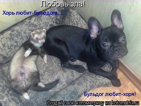 Любовь зла! Хорь любит-булюдога.... Бульдог любит-хоря!... Котоматрица: Любовь зла! Хорь любит-булюдога.... Бульдог любит-хоря!