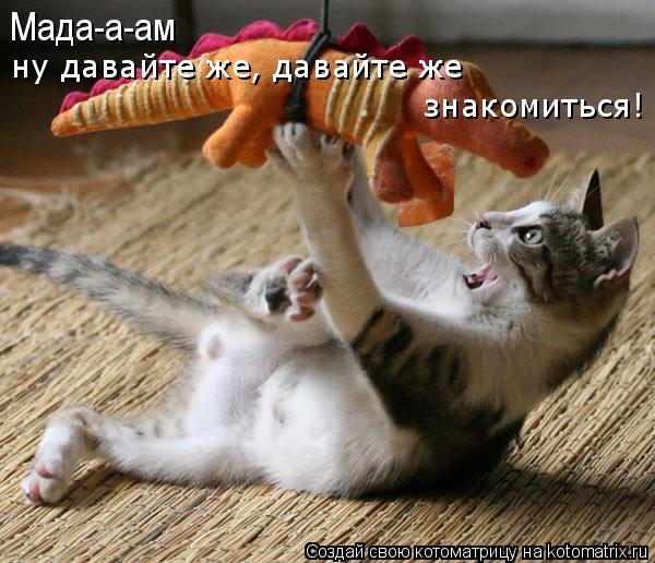Мада-а-ам ну давайте же, давайте же знакомиться!... Котоматрица: Мада-а-ам ну давайте же, давайте же знакомиться!
