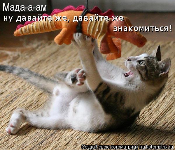 Котоматрица: Мада-а-ам ну давайте же, давайте же  знакомиться!