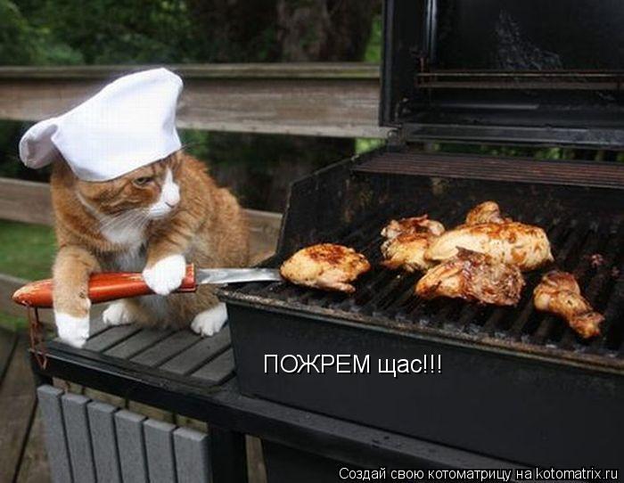 ПОЖРЕМ щас!!!... Котоматрица: ПОЖРЕМ щас!!!