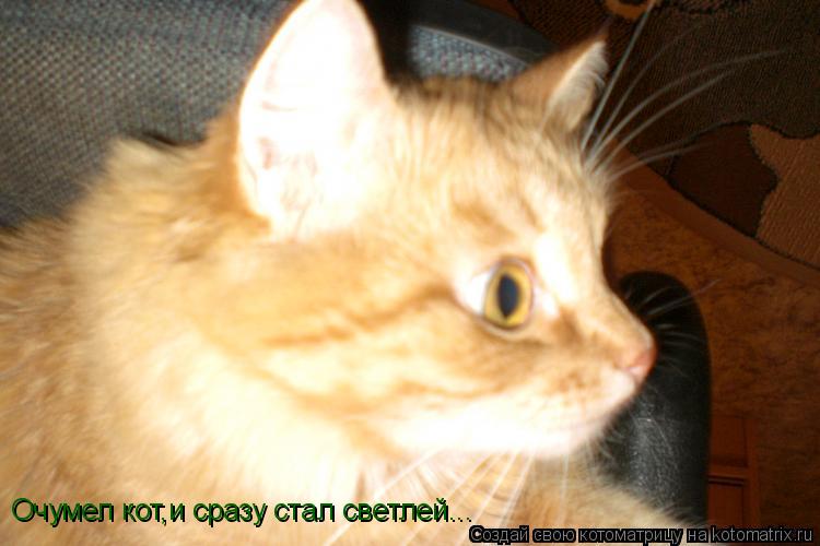 Очумел кот,и сразу стал светлей...... Котоматрица: Очумел кот,и сразу стал светлей...