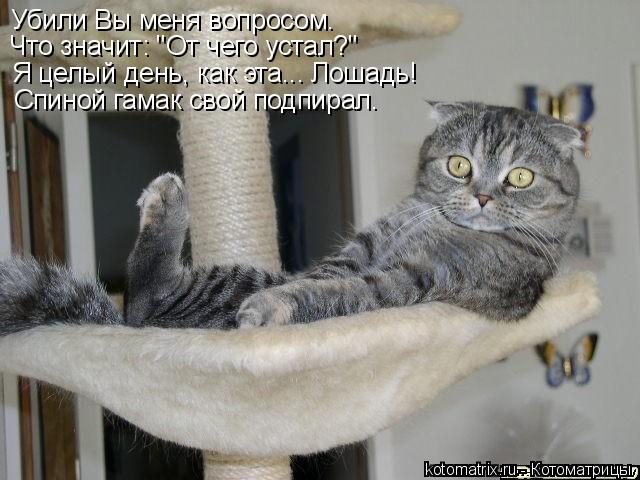 Убили Вы меня вопросом. Что значит: "От чего устал?" Я целый день, как эта... Лошадь! Спиной гамак с... Котоматрица: Убили Вы меня вопросом. Что значит: "От чего устал?" Я целый день, как эта... Лошадь! Спиной гамак свой подпирал.