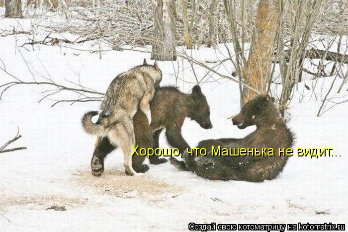 Хорошо, что Машенька не видит...... Котоматрица: Хорошо, что Машенька не видит...