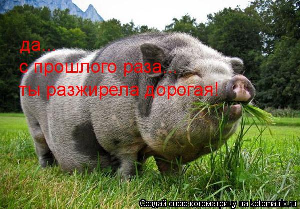 да... с прошлого раза... ты разжирела дорогая!... Котоматрица: да... с прошлого раза... ты разжирела дорогая!