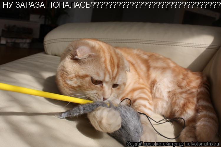 НУ ЗАРАЗА ПОПАЛАСЬ??????????????????????????????... Котоматрица: НУ ЗАРАЗА ПОПАЛАСЬ??????????????????????????????
