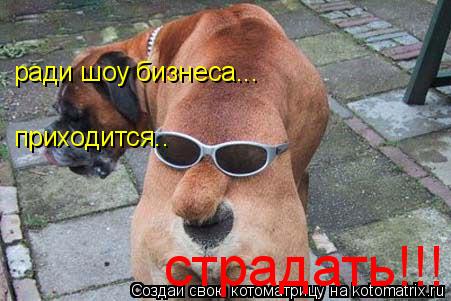ради шоу бизнеса... приходится.. страдать!!!... Котоматрица: ради шоу бизнеса... приходится.. страдать!!!