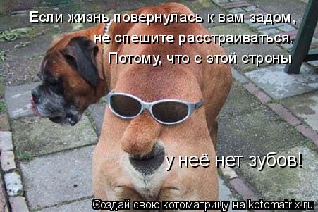 Потому, что с этой строны не спешите расстраиваться. Если жизнь повернулась к вам задом, у неё нет зу... Котоматрица: Потому, что с этой строны не спешите расстраиваться. Если жизнь повернулась к вам задом, у неё нет зубов!