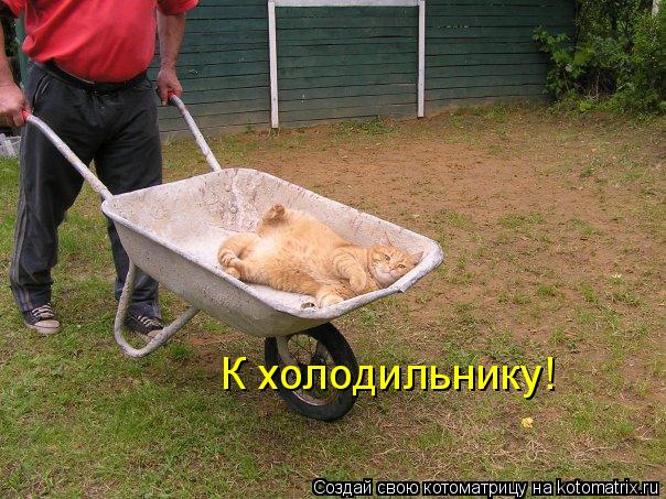 Котоматрица: К холодильнику!