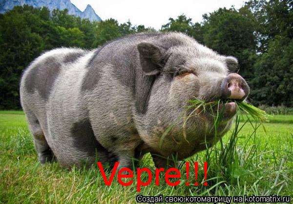 Vepre!!!... Котоматрица: Vepre!!!