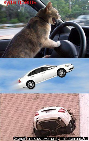 куда прёшь... Котоматрица: куда прёшь