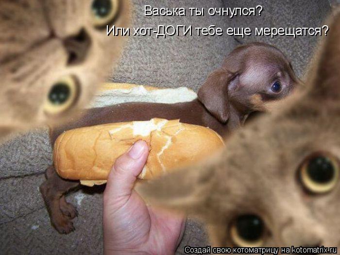 Васька ты очнулся? Или хот-ДОГИ тебе еще мерещатся?... Котоматрица: Васька ты очнулся? Или хот-ДОГИ тебе еще мерещатся?