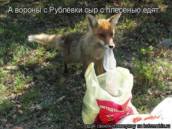 А вороны с Рублёвки сыр с плесенью едят.... Котоматрица: А вороны с Рублёвки сыр с плесенью едят.