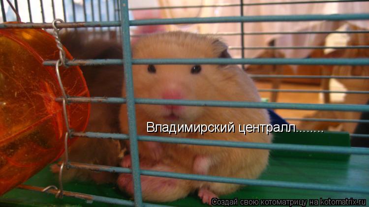 Владимирский централл........... Котоматрица: Владимирский централл........