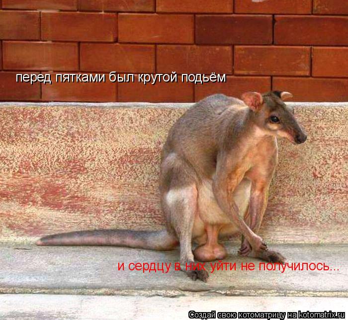 перед пятками был крутой подьём и сердцу в них уйти не получилось...... Котоматрица: перед пятками был крутой подьём и сердцу в них уйти не получилось...