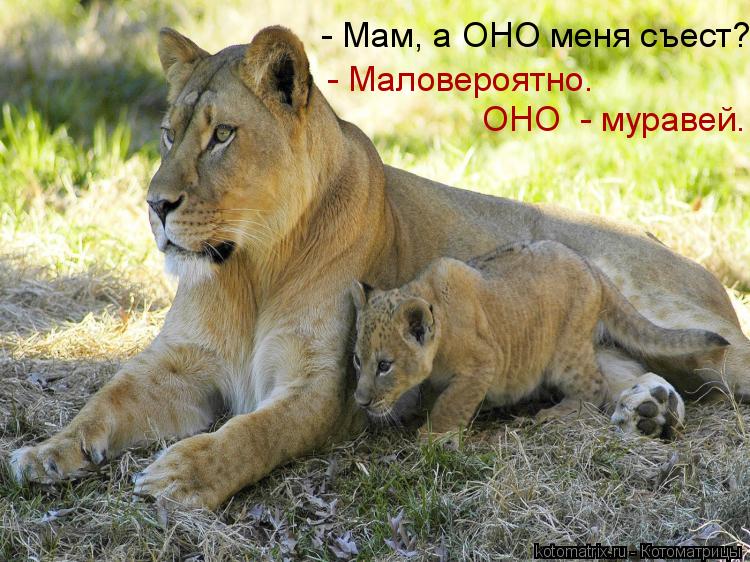 - Мам, а ОНО меня съест? - Маловероятно. ОНО - муравей.... Котоматрица: - Мам, а ОНО меня съест? - Маловероятно. ОНО - муравей.