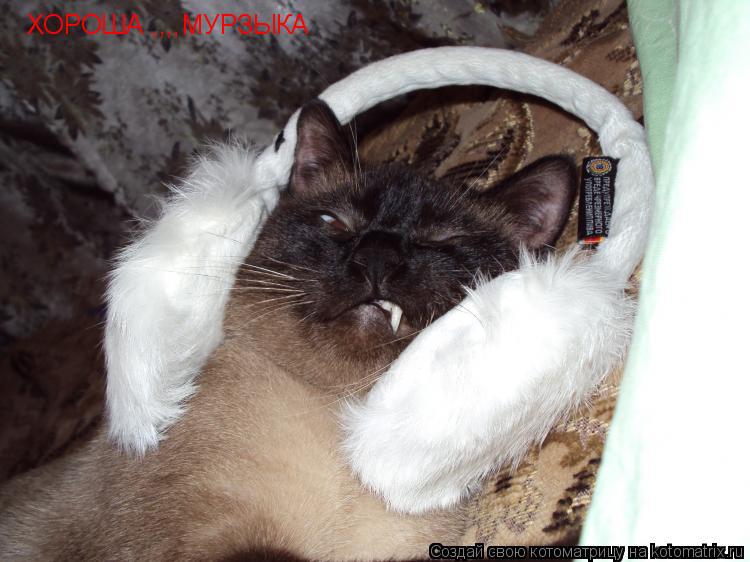 ХОРОША ,,,,МУРЗЫКА... Котоматрица: ХОРОША ,,,,МУРЗЫКА