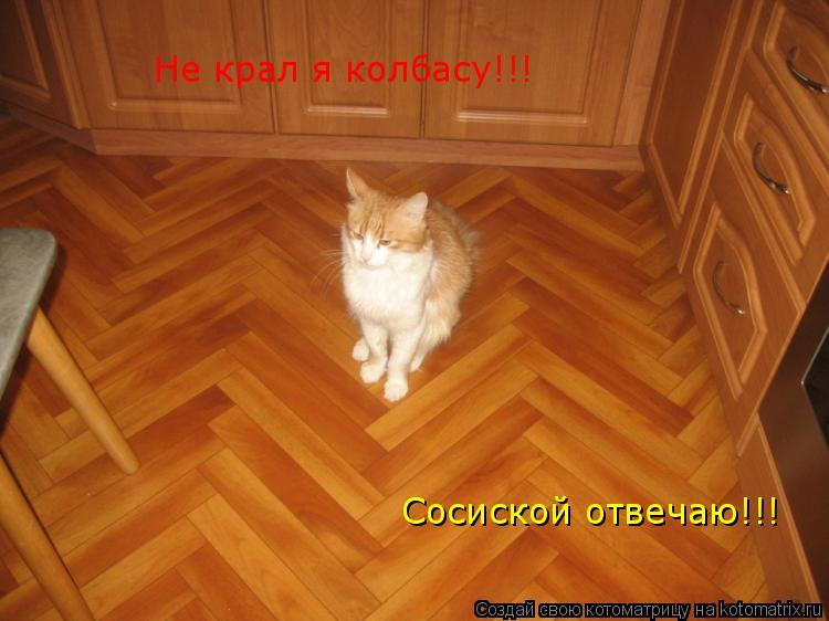 Не крал я колбасу!!! Сосиской отвечаю!!!... Котоматрица: Не крал я колбасу!!! Сосиской отвечаю!!!