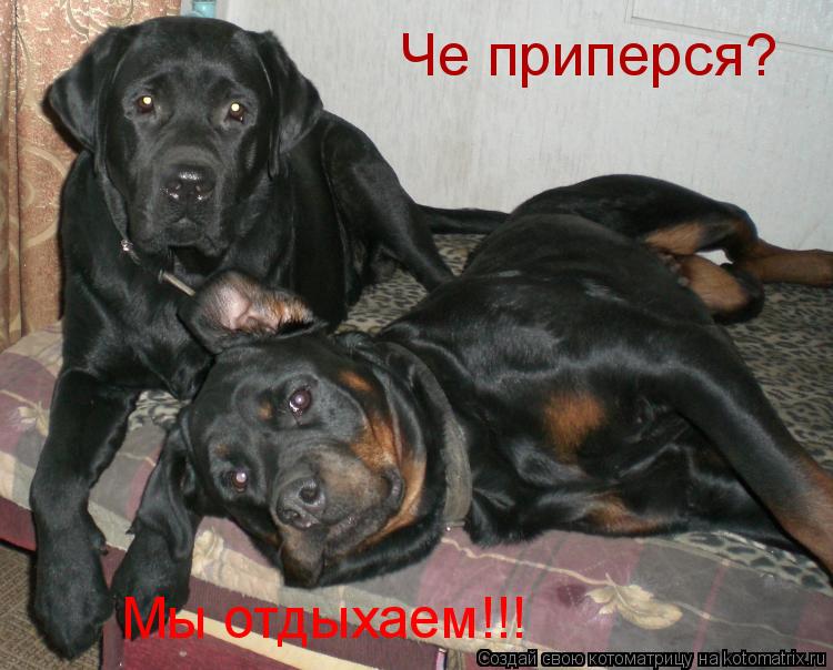 Че приперся? Мы отдыхаем!!!... Котоматрица: Че приперся? Мы отдыхаем!!!