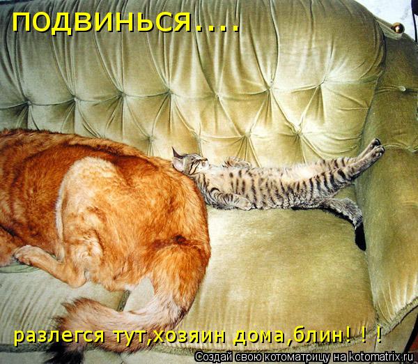 подвинься.... разлегся тут,хозяин дома,блин! ! !... Котоматрица: подвинься.... разлегся тут,хозяин дома,блин! ! !