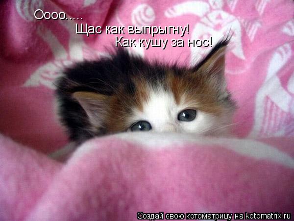 Оооо..... Щас как выпрыгну! Как кушу за нос!... Котоматрица: Оооо..... Щас как выпрыгну! Как кушу за нос!