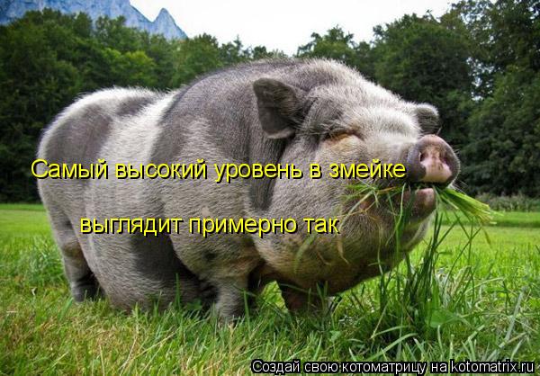 Самый высокий уровень в змейке выглядит примерно так... Котоматрица: Самый высокий уровень в змейке выглядит примерно так