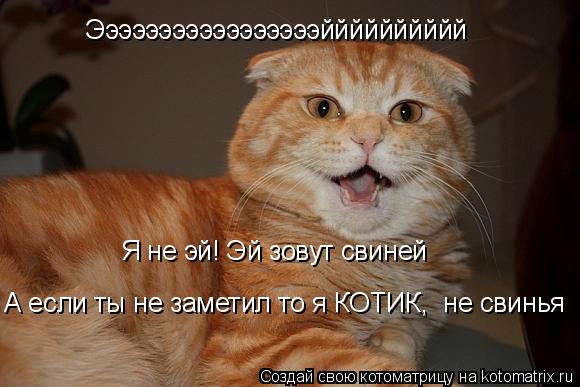 Эээээээээээээээээйййййййййй Я не эй! Эй зовут свиней А если ты не заметил то я КОТИК, не свинья... Котоматрица: Эээээээээээээээээйййййййййй Я не эй! Эй зовут свиней А если ты не заметил то я КОТИК, не свинья