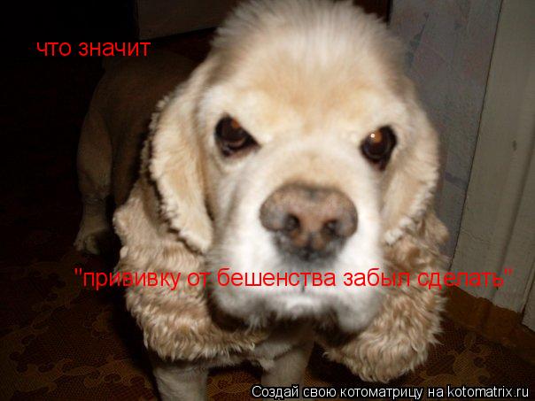 что значит "прививку от бешенства забыл сделать"... Котоматрица: что значит "прививку от бешенства забыл сделать"