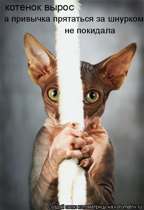 Котоматрица: котенок вырос а привычка прятаться за шнурком не покидала