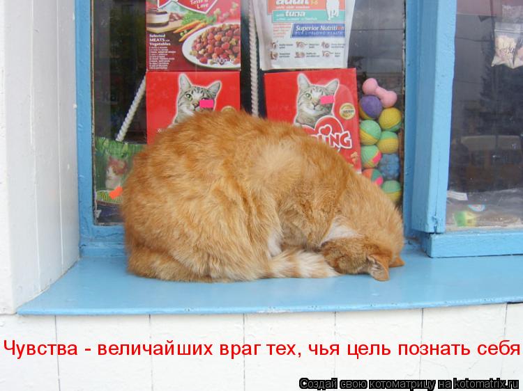 Чувства - величайших враг тех, чья цель познать себя.... Котоматрица: Чувства - величайших враг тех, чья цель познать себя.