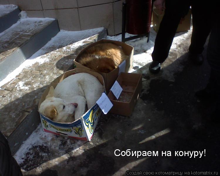 Собираем на конуру!... Котоматрица: Собираем на конуру!