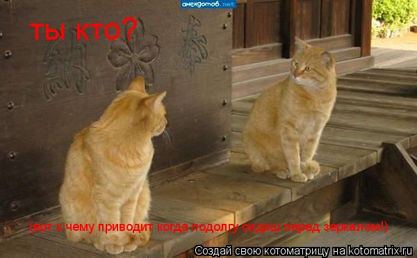 ты кто? (вот к чему приводит когда подолгу сидиш перед зеркалом!)... Котоматрица: ты кто? (вот к чему приводит когда подолгу сидиш перед зеркалом!)