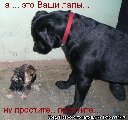 а.... это Ваши лапы... ну простите.. простите....... Котоматрица: а.... это Ваши лапы... ну простите.. простите....